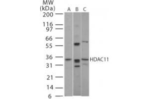 Image no. 1 for anti-Histone Deacetylase 11 (HDAC11) (AA 60-78) antibody (ABIN208469) (HDAC11 Antikörper  (AA 60-78))