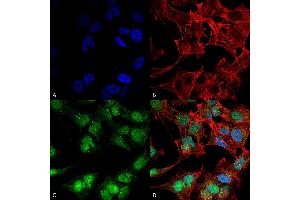 Immunocytochemistry/Immunofluorescence analysis using Rabbit Anti-Beclin 2 Polyclonal Antibody . (Beclin 2 Antikörper  (AA 410-421) (Atto 594))