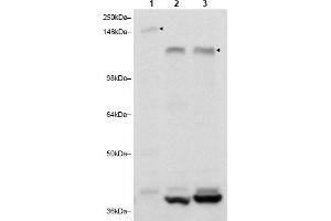 Image no. 1 for anti-RAB11 Family Interacting Protein 3 (Class II) (RAB11FIP3) (C-Term) antibody (ABIN401388) (RAB11FIP3 Antikörper  (C-Term))