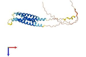 MS4A12 Protein (AA 1-267) (His tag)