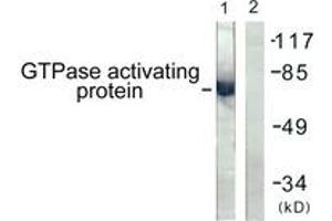 Western blot analysis of extracts from COS7 cells, using GTPase Activating Protein (Ab-387) Antibody.