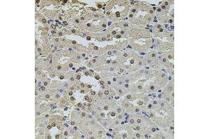 Immunohistochemistry of paraffin-embedded rat kidney using POT1 antibody. (POT1 Antikörper)