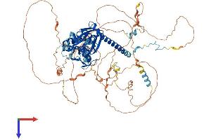 RNF10 Protein (AA 1-804) (His tag)