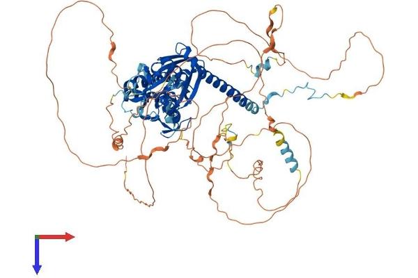 RNF10 Protein (AA 1-804) (His tag)