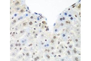 Immunohistochemistry of paraffin-embedded Mouse liver using TARDBP Polyclonal Antibody at dilution of 1:100 (40x lens). (TARDBP Antikörper)