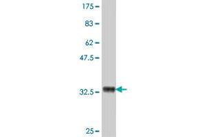 Western Blotting (WB) image for anti-Nuclear Receptor Subfamily 2, Group F, Member 6 (NR2F6) (AA 273-351) antibody (ABIN560777)