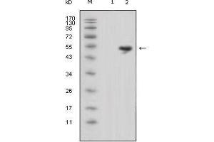 Western blot analysis using LCN1 mouse mAb against HEK293 (1) and LCN1-hIgGFc transfected HEK293 cell lysate (2). (Lipocalin 1 Antikörper)