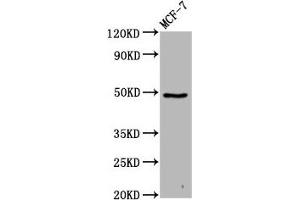 Western Blot Positive WB detected in: MCF-7 whole cell lysate All lanes: FAM71D antibody at 4.