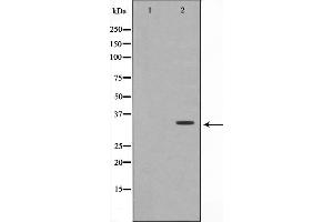 Western blot analysis on A549 cell lysate using OVOL1 Antibody. (OVOL1 Antikörper  (N-Term))