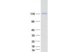 Western Blotting (WB) image for Reticulon 1 (RTN1) (Transcript Variant 1) protein (Myc-DYKDDDDK Tag) (ABIN2730745)