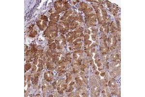 Immunohistochemical staining of human stomach with SCAF1 polyclonal antibody  shows strong cytiplasmic positivity in glandular cells at 1:50-1:200 dilution. (SCAF1 Antikörper)