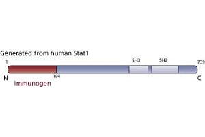 Image no. 3 for anti-Signal Transducer and Activator of Transcription 1, 91kDa (STAT1) (AA 1-194) antibody (ABIN967759) (STAT1 Antikörper  (AA 1-194))