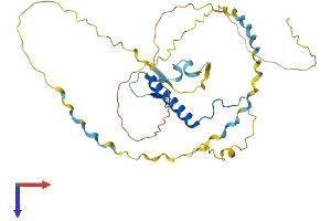 CDKN1C Protein (AA 1-316) (His tag)