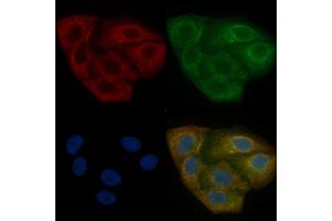 TUBA4A Mouse Monoclonal Antibody staining Hela cells by IF/ICC. (TUBA4A Antikörper)
