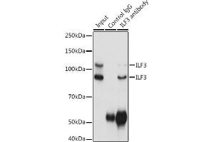 Immunoprecipitation (IP) image for anti-Interleukin enhancer-binding factor 3 (ILF3) (AA 1-270) antibody (ABIN3023310)