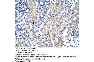 Human kidney (Aprataxin Antikörper  (C-Term))