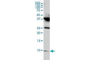 RPL39L monoclonal antibody (M01), clone 4A8-1B6 Western Blot analysis of RPL39L expression in HL-60 . (RPL39L Antikörper  (AA 1-51))