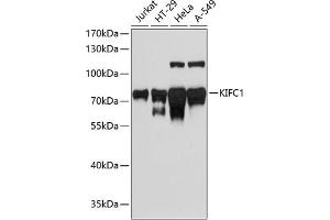 Western blot analysis of extracts of various cell lines, using KIFC1 antibody (ABIN1680592, ABIN3017666, ABIN3017667 and ABIN6220203) at 1:3000 dilution. (KIFC1 Antikörper  (AA 1-250))