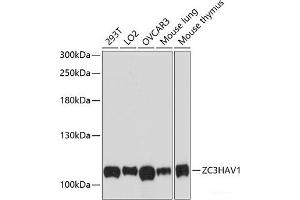 Western blot analysis of extracts of various cell lines using ZC3HAV1 Polyclonal Antibody at dilution of 1:3000. (ZC3HAV1 Antikörper)