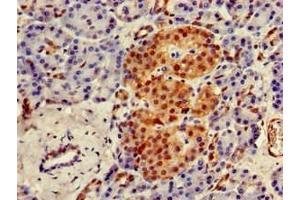 Immunohistochemistry of paraffin-embedded human pancreatic tissue using ABIN7174224 at dilution of 1:100
