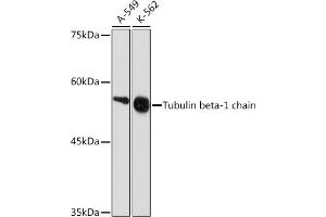 Western blot analysis of extracts of various cell lines, using Tubulin beta-1 chain Rabbit mAb (ABIN7271045) at 1:1000 dilution. (TUBB1 Antikörper)