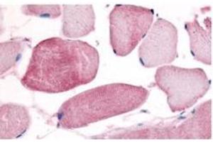 Anti-Cyclin L1/L2 (isoform 2) Antibody - Immunohistochemistry  Affinity Purified anti- Cyclin L1/L2 (isoform 2) antibody was used at a 10 µg/ml to detect cyclin L in a variety of tissues including breast, kidney, liver, lung, skeletal muscle, pancreas, prostate and spleen. (Cyclin-L1 (CCNL2) Antikörper)