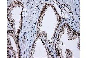 Immunohistochemical staining of paraffin-embedded Kidney tissue using anti-APP mouse monoclonal antibody. (APP Antikörper)