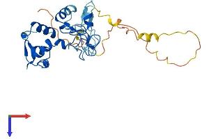C11orf46 Protein (AA 1-276) (His tag)