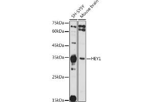 Western blot analysis of extracts of various cell lines, using HEY1 antibody (ABIN7267558) at 1:1000 dilution.
