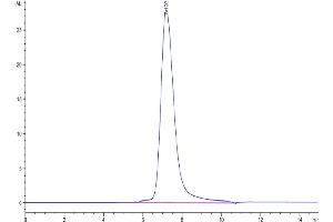 The purity of Human LILRB5 is greater than 95 % as determined by SEC-HPLC. (LILRB5 Protein (AA 18-456) (His-Avi Tag))