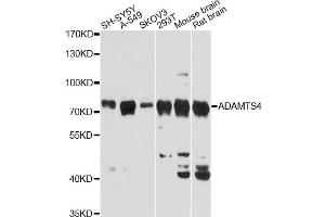 Western blot analysis of extracts of various cell lines, using ADAMTS4 Antibody (ABIN5971356) at 1:3000 dilution. (ADAMTS4 Antikörper)