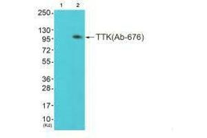 Western blot analysis of extracts from colo cells (Lane 2), using TTK (Ab-676) antiobdy. (Mps1 Antikörper  (Thr676))