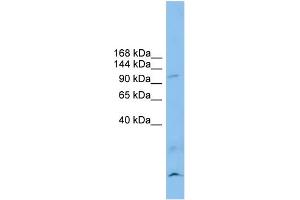 WB Suggested Anti-CLSTN3 Antibody Titration: 0.