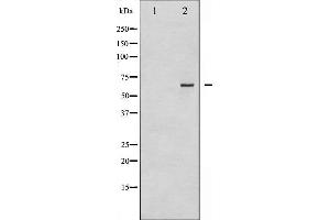 Western blot analysis of CDC25B phosphorylation expression in PMA treated NIH-3T3 whole cell lysates,The lane on the left is treated with the antigen-specific peptide. (CDC25B Antikörper  (pSer323))