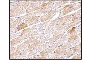 Immunohistochemistry of Neuritin in mouse heart tissue with this product at 5 μg/ml.