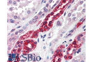 ABIN185453 (5µg/ml) staining of paraffin embedded Human Kidney.