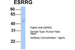Host: Rabbit Target Name: ESRRG Sample Type: Human Fetal Heart Antibody Dilution: 1. (ESRRG Antikörper  (N-Term))