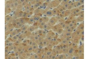 Immunohistochemistry (IHC) image for anti-Neuropilin 1 (NRP1) (AA 646-814) antibody (ABIN7432400)
