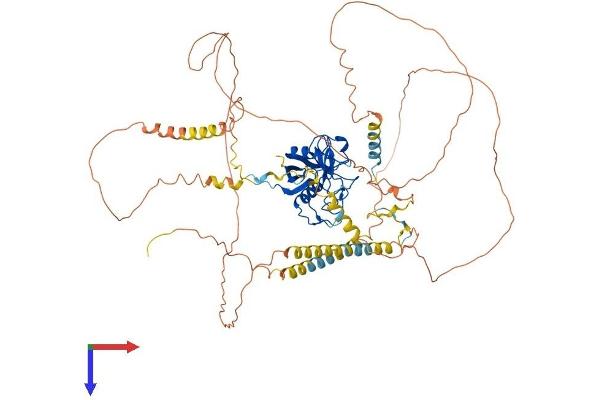 PPIG Protein (AA 1-754) (His tag)