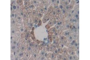 IHC-P analysis of Mouse Tissue, with DAB staining. (CD40 Antikörper  (AA 26-193))