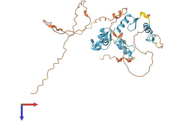 SCRT2 Protein (AA 1-311) (His tag)