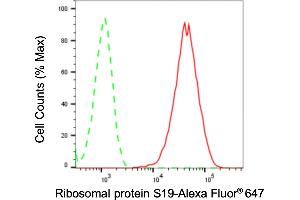 anti-Ribosomal Protein S19 (RPS19) antibody