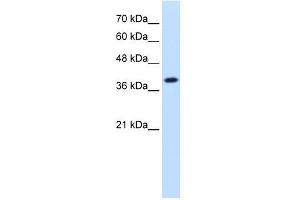 IDH3A antibody used at 1. (IDH3A Antikörper)