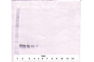 Image no. 1 for anti-Fibroblast Growth Factor 16 (FGF16) antibody (ABIN464831) (FGF16 Antikörper)