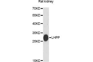Western blot analysis of extracts of rat kidney, using LHPP antibody (ABIN6292546) at 1:3000 dilution. (LHPP Antikörper)
