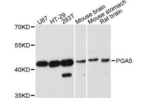 Western blot analysis of extracts of various cell lines, using PGA5 antibody. (PGA5 Antikörper)