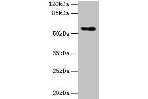 Western blot All lanes: Csad antibody at 12 μg/mL + NIH/3T3 whole cell lysate Secondary Goat polyclonal to rabbit IgG at 1/10000 dilution Predicted band size: 56 kDa Observed band size: 56 kDa (CSAD Antikörper  (AA 1-493))