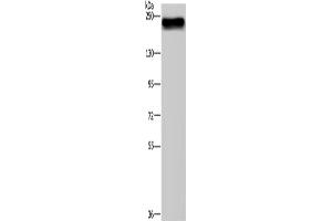 Western Blotting (WB) image for anti-Bromodomain Containing 4 (BRD4) antibody (ABIN2434237) (BRD4 Antikörper)
