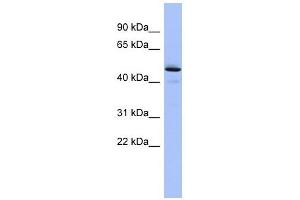 PCOLCE antibody used at 1 ug/ml to detect target protein. (PCOLCE Antikörper  (Middle Region))