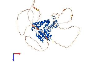 EYA2 Protein (AA 1-538) (His tag)